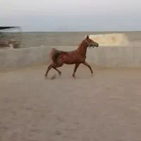 کره مادیون عرب یکسر|اسب و تجهیزات اسبسواری|یزد, |دیوار