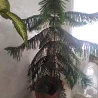 گل مطبق ۷ طبقه سالم وسلامت
