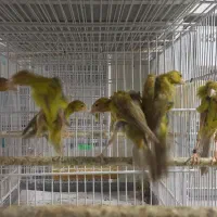 جیبوسس۲۰۲۵  همه رنگ موجوده