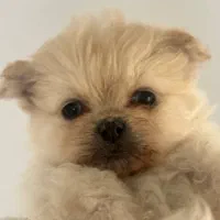 توله پامر|سگ|بانه, |دیوار