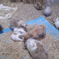 خرگوش لپ خارجی