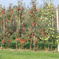 فروش ویژه پایه کشت‌بافتی سیب ملورین