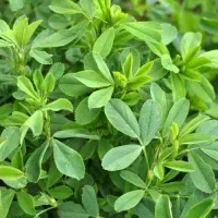 یونجه خالص پرس شده