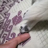 توله  شی واوا