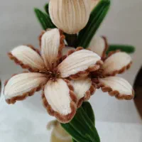 گل جاودان گل ترند دکوری