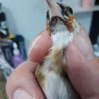 سهره چانه سفید ‌