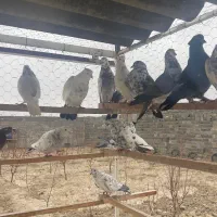 کبوتر اصیل|پرنده|ماهدشت, |دیوار