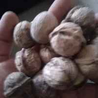 گردو|خوردنی و آشامیدنی|سروآباد, |دیوار