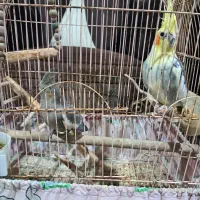 فروش طوطی عروس نروماده|پرنده|آستانه اشرفیه, |دیوار