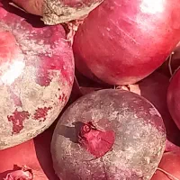 پیاز قرمز