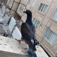 کفتر جوجه مسافتی