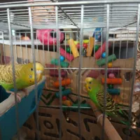 مرغ عشق زیبا