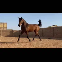 مادیان ترکی