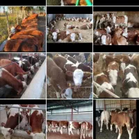 گوشتی وپرورشی باجیره غذایی