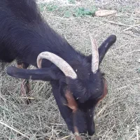 بز دو ساله