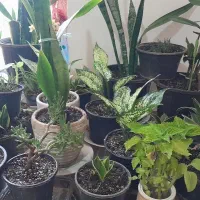 انواع گل های آپارتمانی