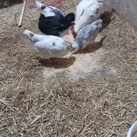 مرغ خروس جوجه