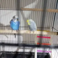 دو جفت مرغ عشق