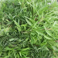 مرزه‌ونعنا تازه برداشت روز آب چاه موتور