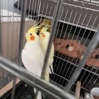 جفت عروس هلندی مولد به همراه جوجه ۲۵ روزه