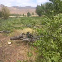 سلام خریدار چوب درخت میوه