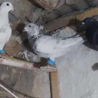 پرنده|حیوانات|شیروان (خراسان), |دیوار