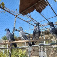 تعدادی کبوتر|پرنده|تهران, امیریه|دیوار
