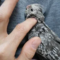 جوجه عروس هلندی ایزابلا