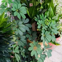 فروش گل اپارتمانی
