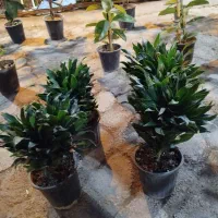 گل کده گل سرخ