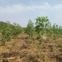 فروش زمین باغی زیرقیمت برای کاشت درخت|فروش زمین و ملک کلنگی|ضیابر, |دیوار