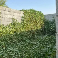 حیاط به متراژ 529 متر در روستای گودو