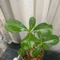 گل خاص گل بنسای ادنیوم|گل و گیاه طبیعی|رشت, فلسطین|دیوار