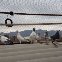 کفتر پرشی تیرماهی