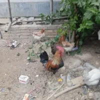 فروش یه عدد خروس و چهارتا بوقلمون