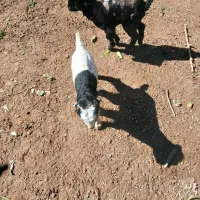 دو عدد تیربز