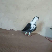 تعدادی کفتر رنگی تکپر|پرنده|مینودشت, |دیوار