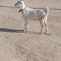 بزغاله ماده سانن