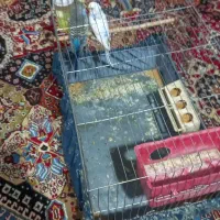 مرغ عشق|پرنده|شاهرود, |دیوار