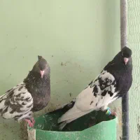 کله ای|پرنده|اصفهان, باغ زیار|دیوار