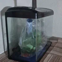 آکواریوم ماهیران|ماهی|مشهد, کوی سیدی|دیوار