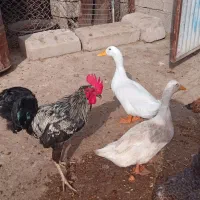 اردک ماده