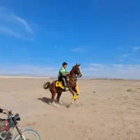 اسب کرد|اسب و تجهیزات اسب‌سواری|سبزوار, قصبه شرقی|دیوار