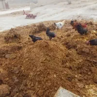 کود گاوی|گل و گیاه طبیعی|مانه, |دیوار