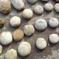 طوطیای دریایی سکه دریایی