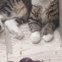 گربه ی نر ۸ماهه