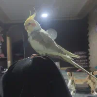 عروس هلندی گم شده