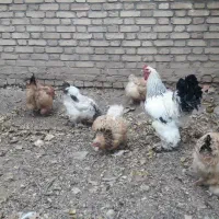 تخم مرغ نطفه دار برهما|حیوانات مزرعه|یزد, |دیوار