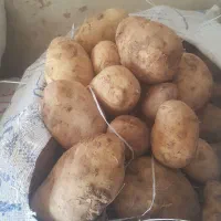 خوردنی های حلال|خوردنی و آشامیدنی|دوتپه, |دیوار