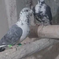 نرو ماده سینه سفید|پرنده|شیراز, کفترک|دیوار